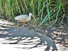 101PARC AUX OISEAUX DANS L AIN 2016 2_000042